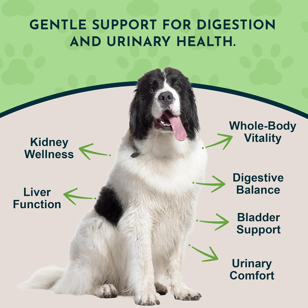 Animal Essentials Herbal Tonic Dandelion Supports Healthy Liver Function for Dogs & Cats