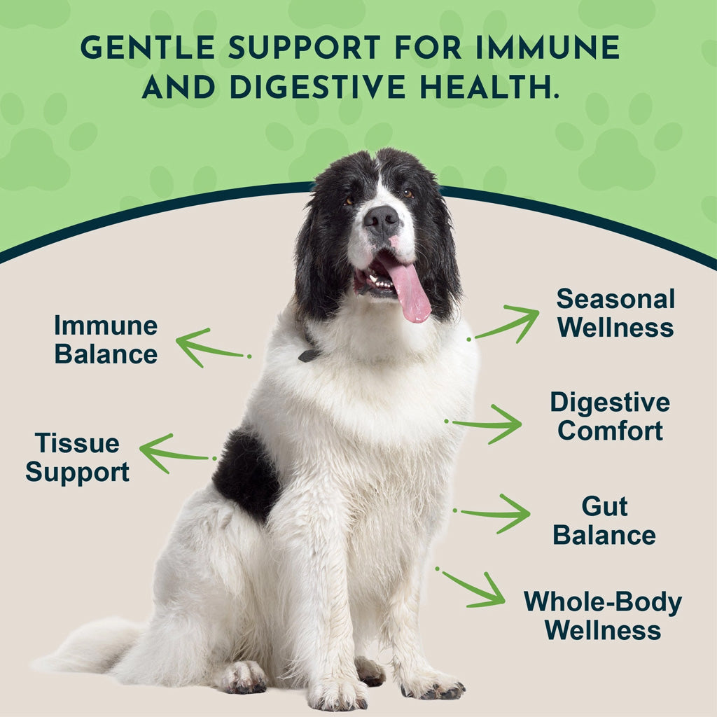 Animal Essentials Herbal Tonic Golden Seal Promotes Resistance to Pathogens for Dogs & Cats, 1-oz