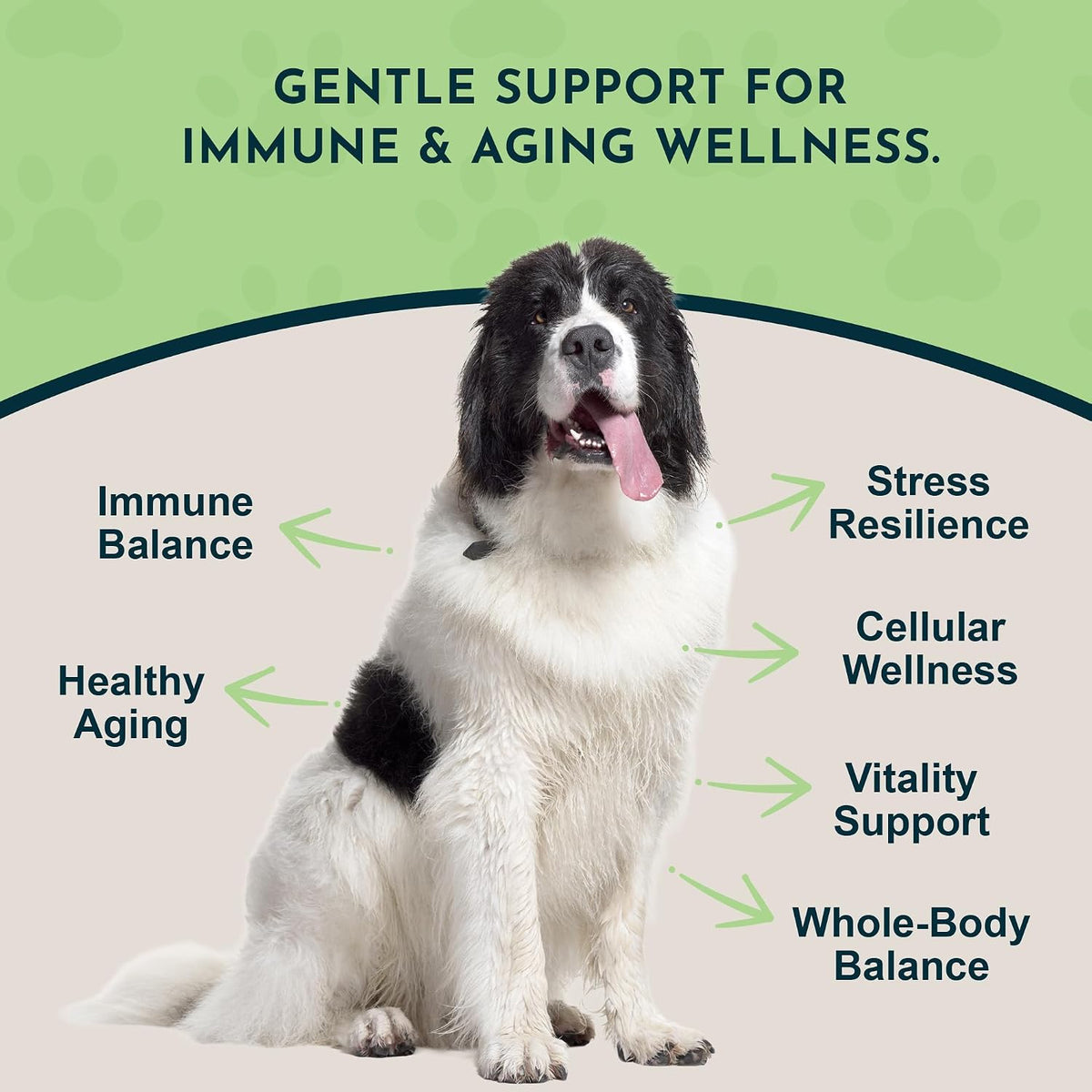 Animal Essentials Reishi Mushroom Longevity Antioxidant & Liver Protection for Dogs & Cats, 1.8-oz