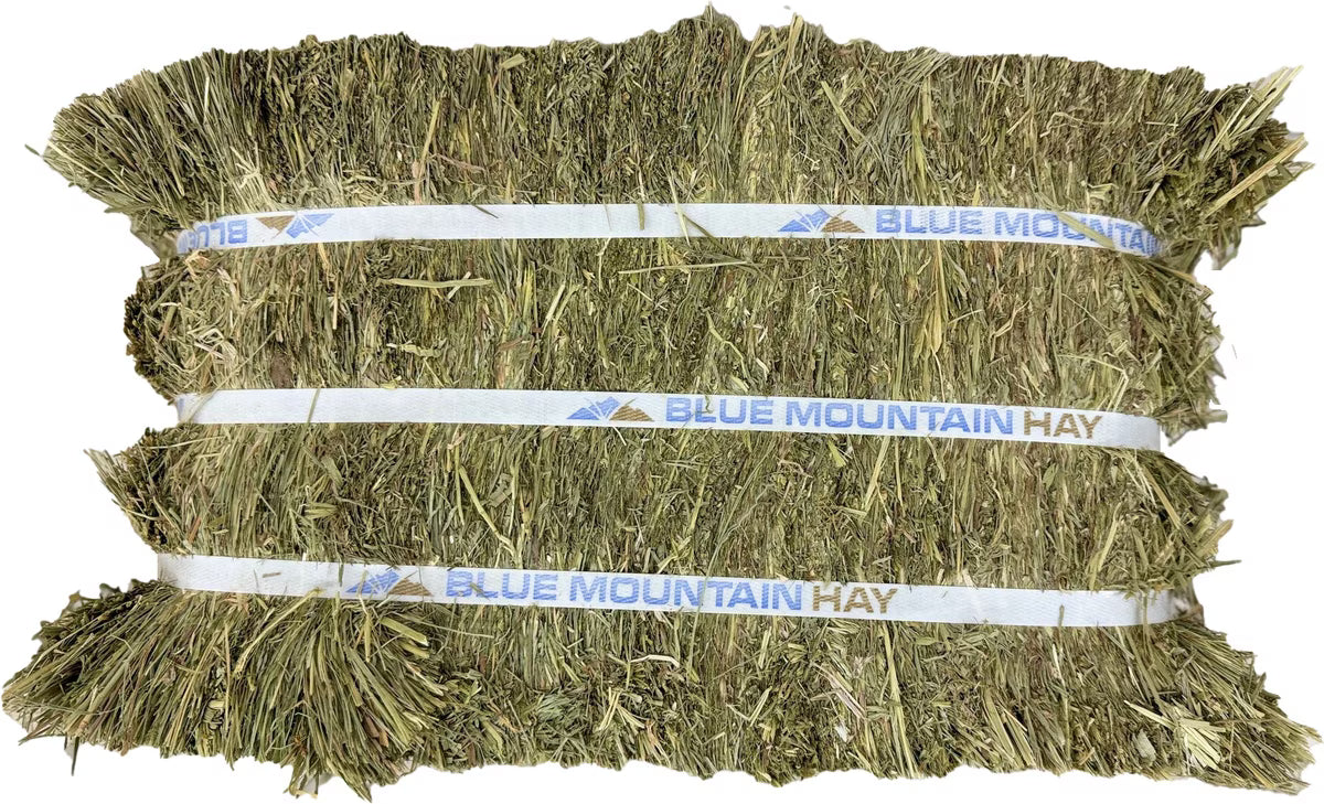 Blue Mountain Hay High-Altitude Orchard Grass Hay Easy Flake Box Horse Feed, 50-lb