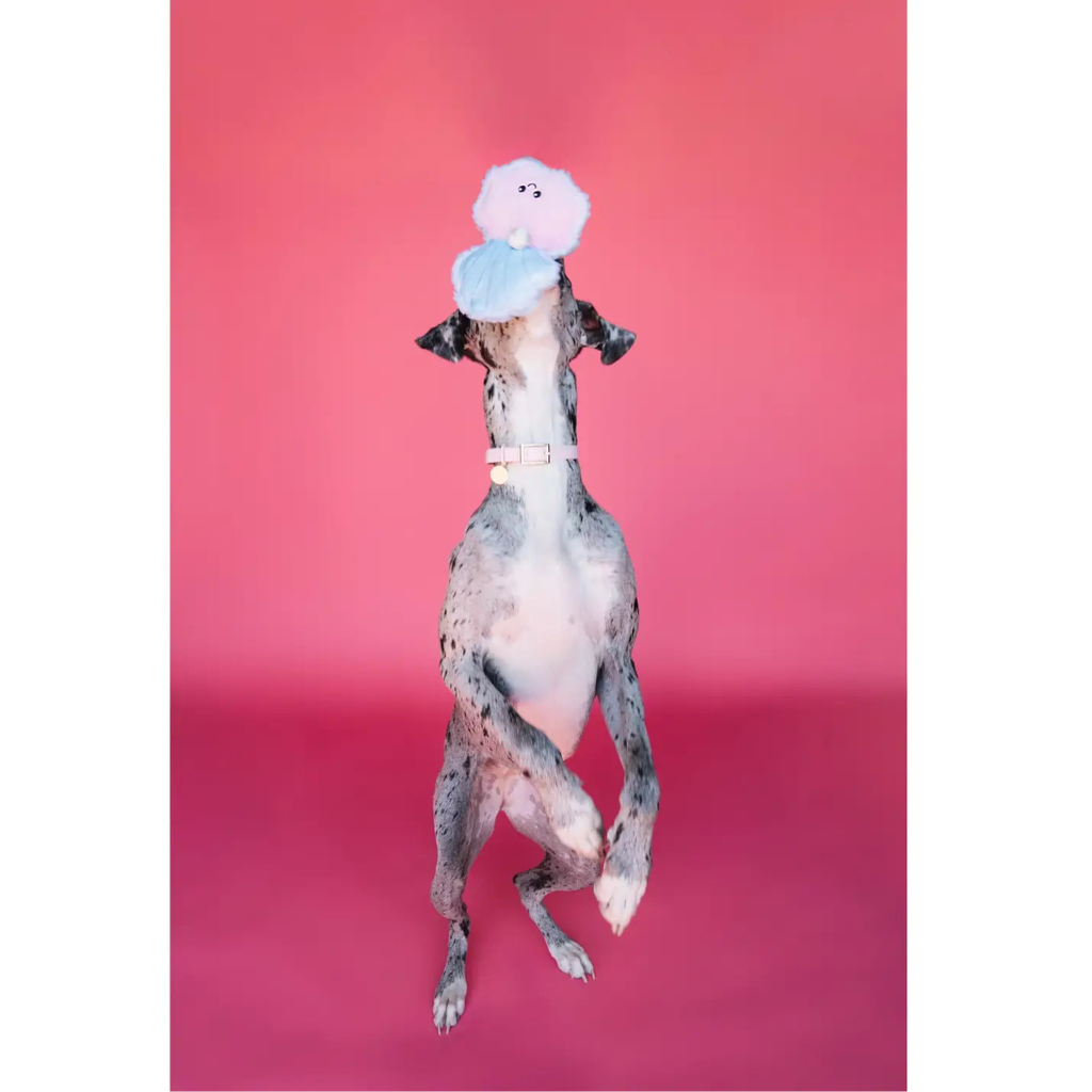Bundle x Joy Oyster & Pearl Crinkle & Squeak Dog Toy