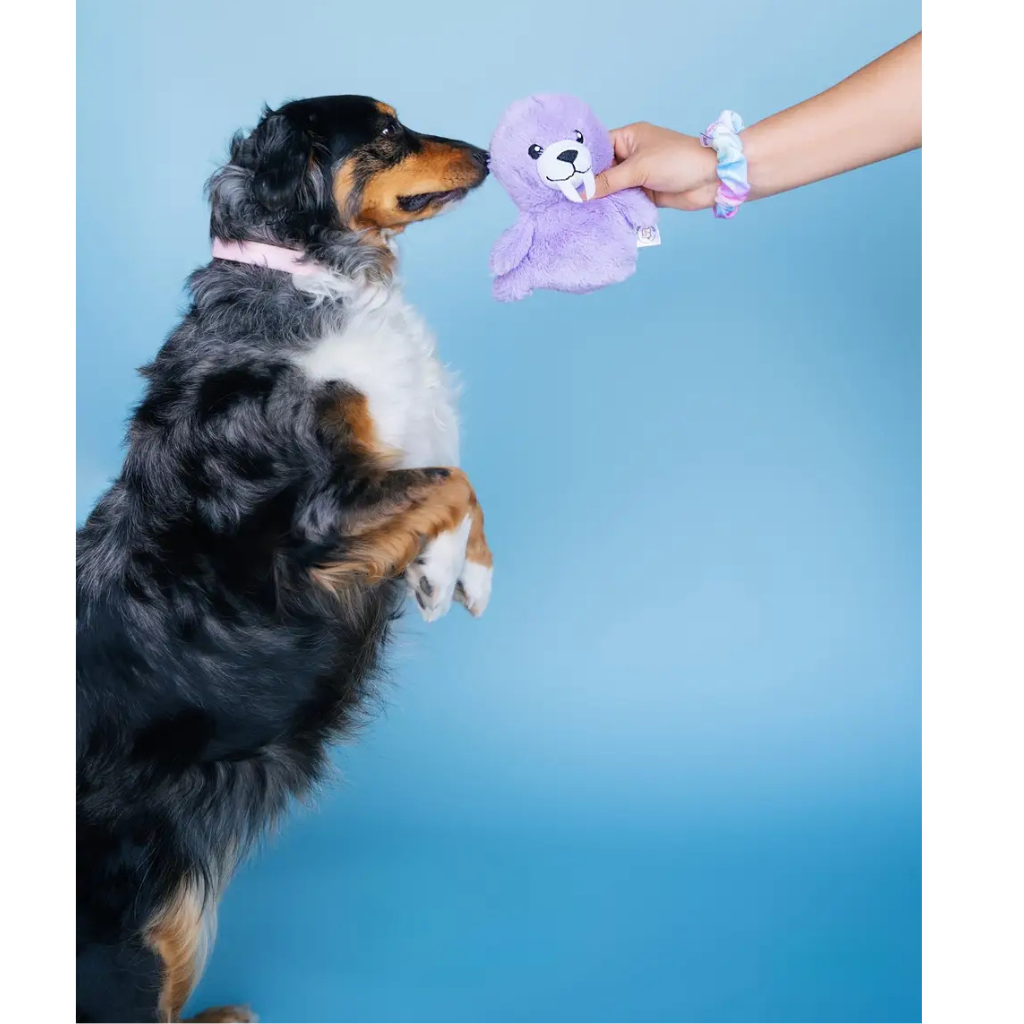 Bundle x Joy Walrus Cone Crinkle & Squeak Dog Toy