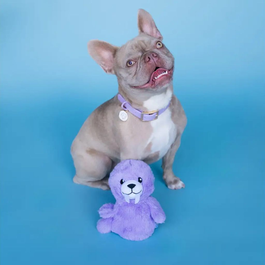 Bundle x Joy Walrus Cone Crinkle & Squeak Dog Toy