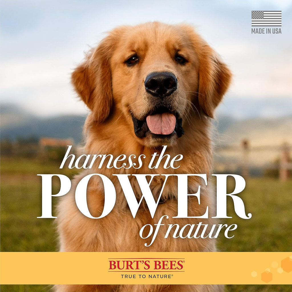 Burt's Bees Itch Soothing Shampoo with Honeysuckle & Aloe Vera, 16-oz