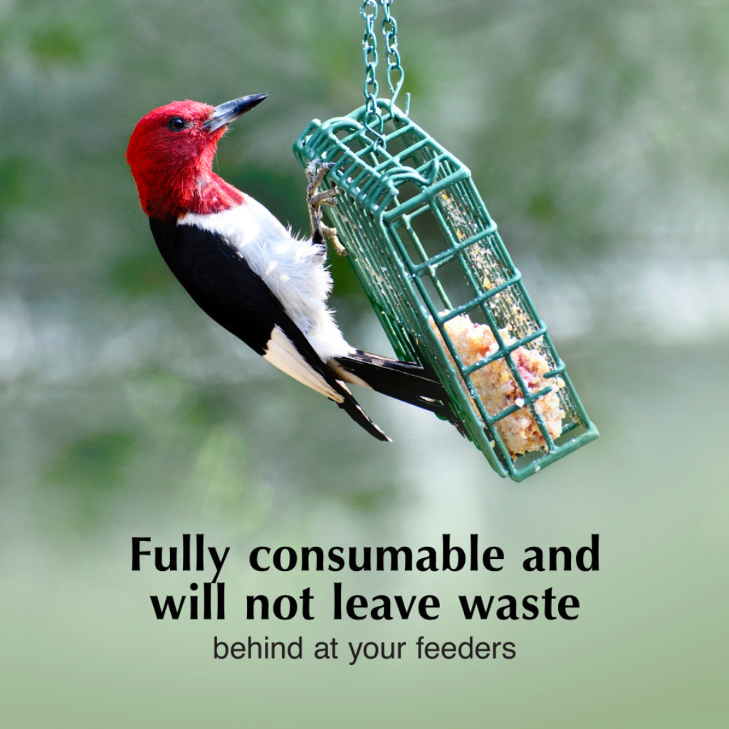 C&S No Melt Suet Dough for Wild Birds (11.75 oz)