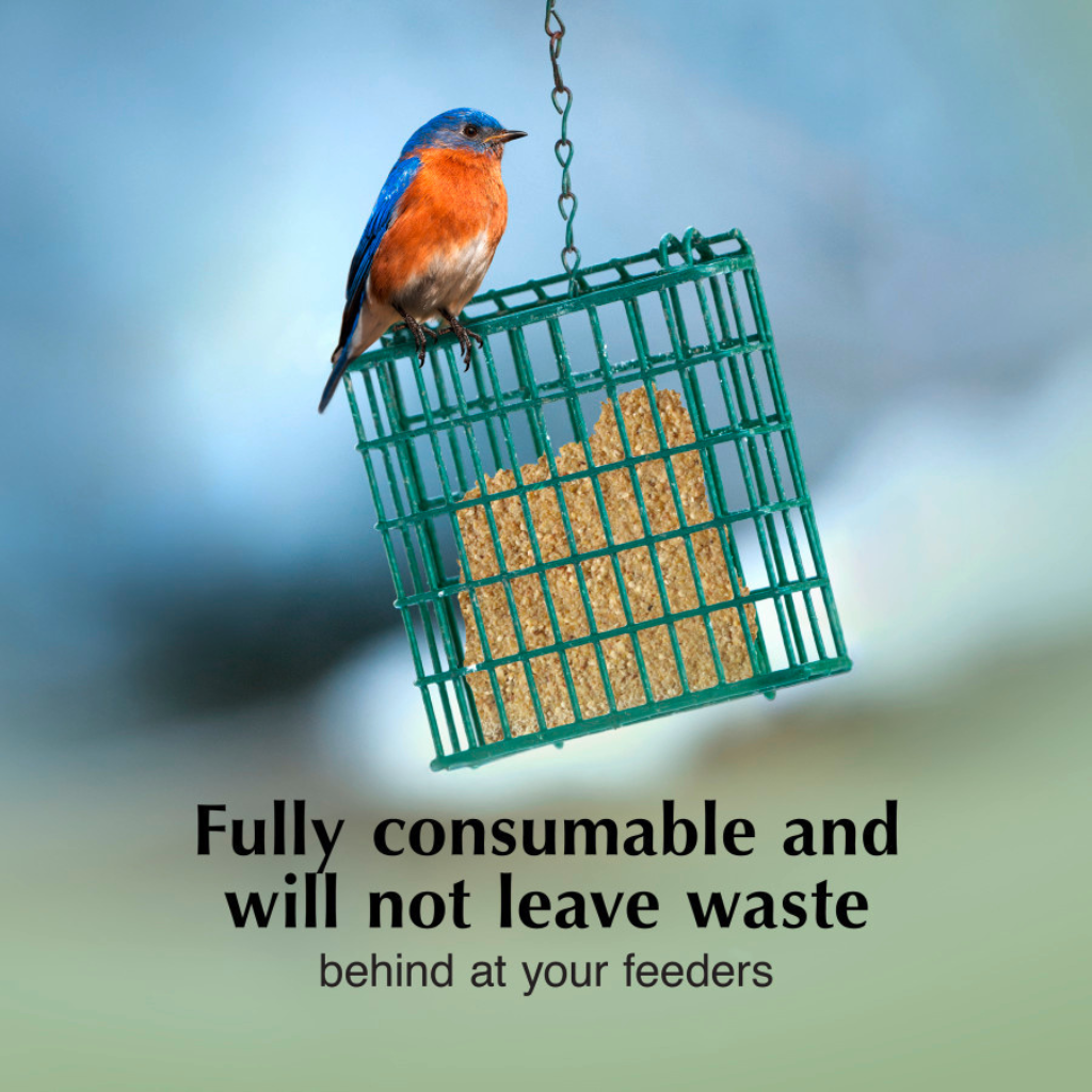 C&S No Melt Suet Dough for Wild Birds (11.75 oz)
