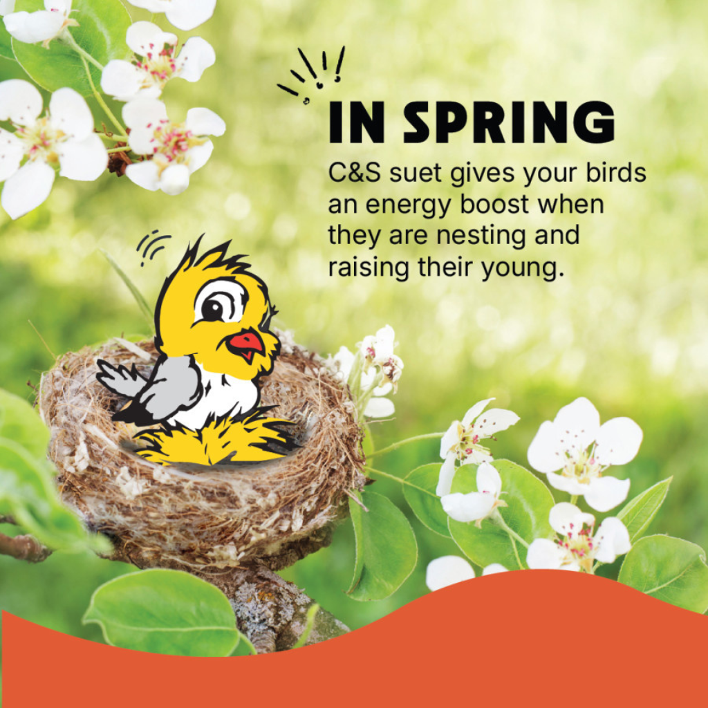 C&S Suet Treat for Wild Birds, 12 pack