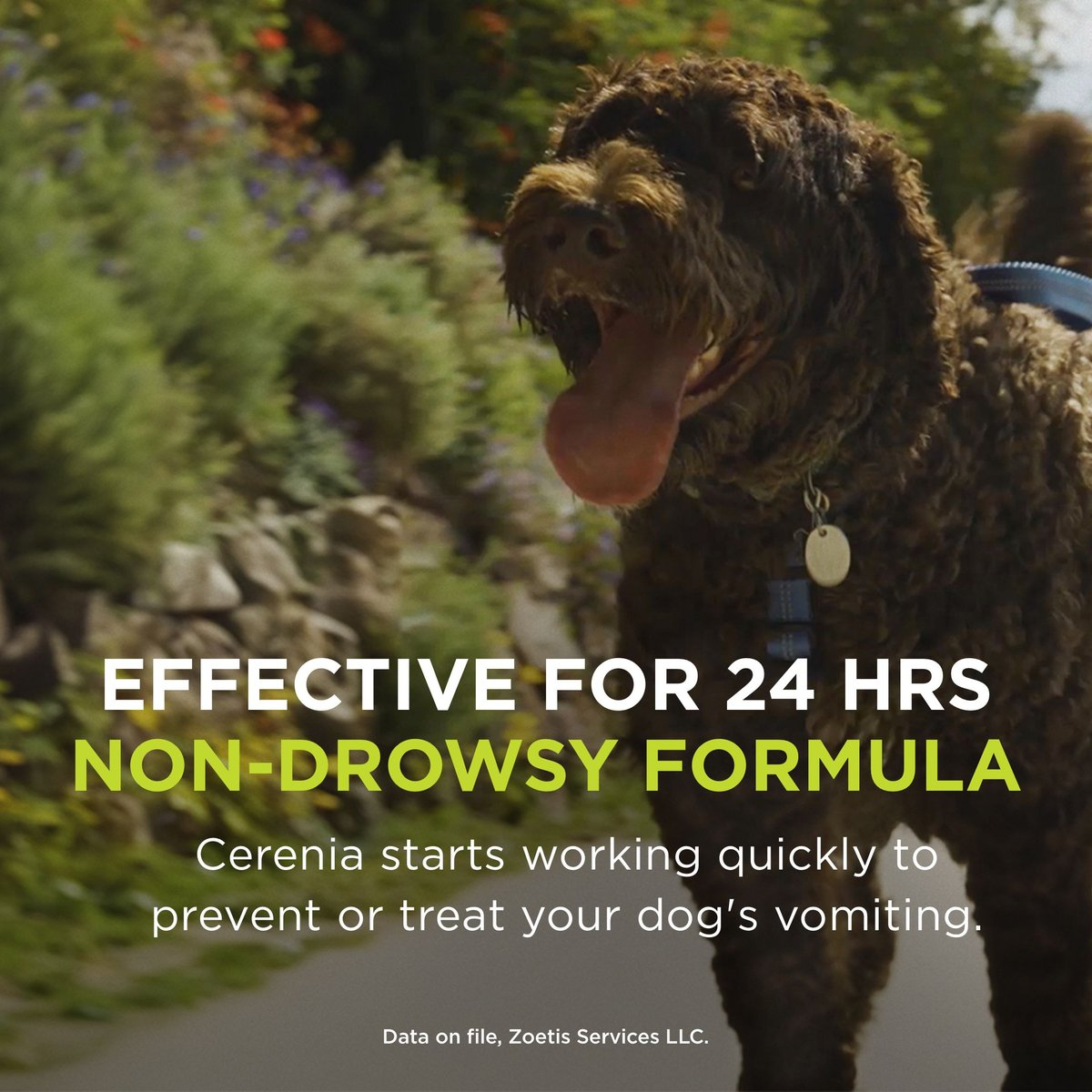 Cerenia (Maropitant Citrate) Tablets for Dogs - Anti Nausea Medication