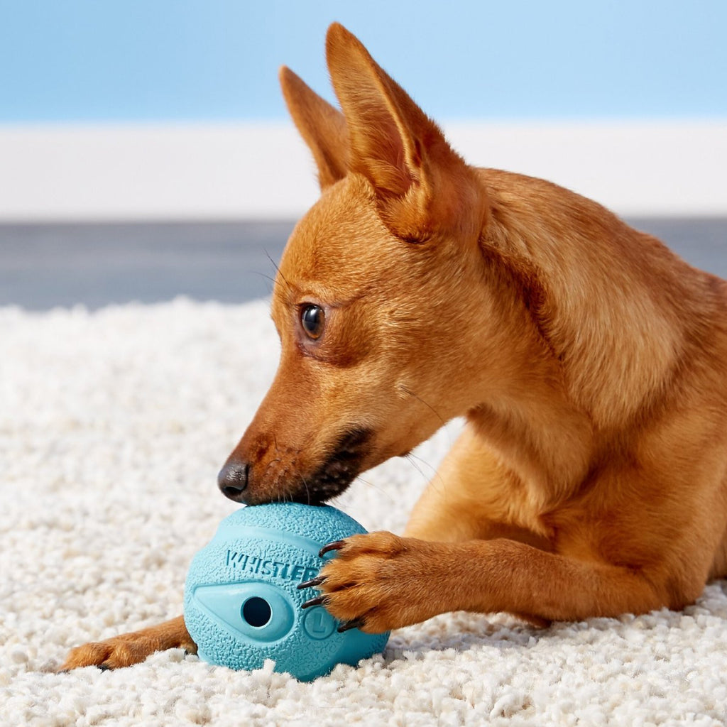 Chuckit! The Whistler Ball Toy For Dogs
