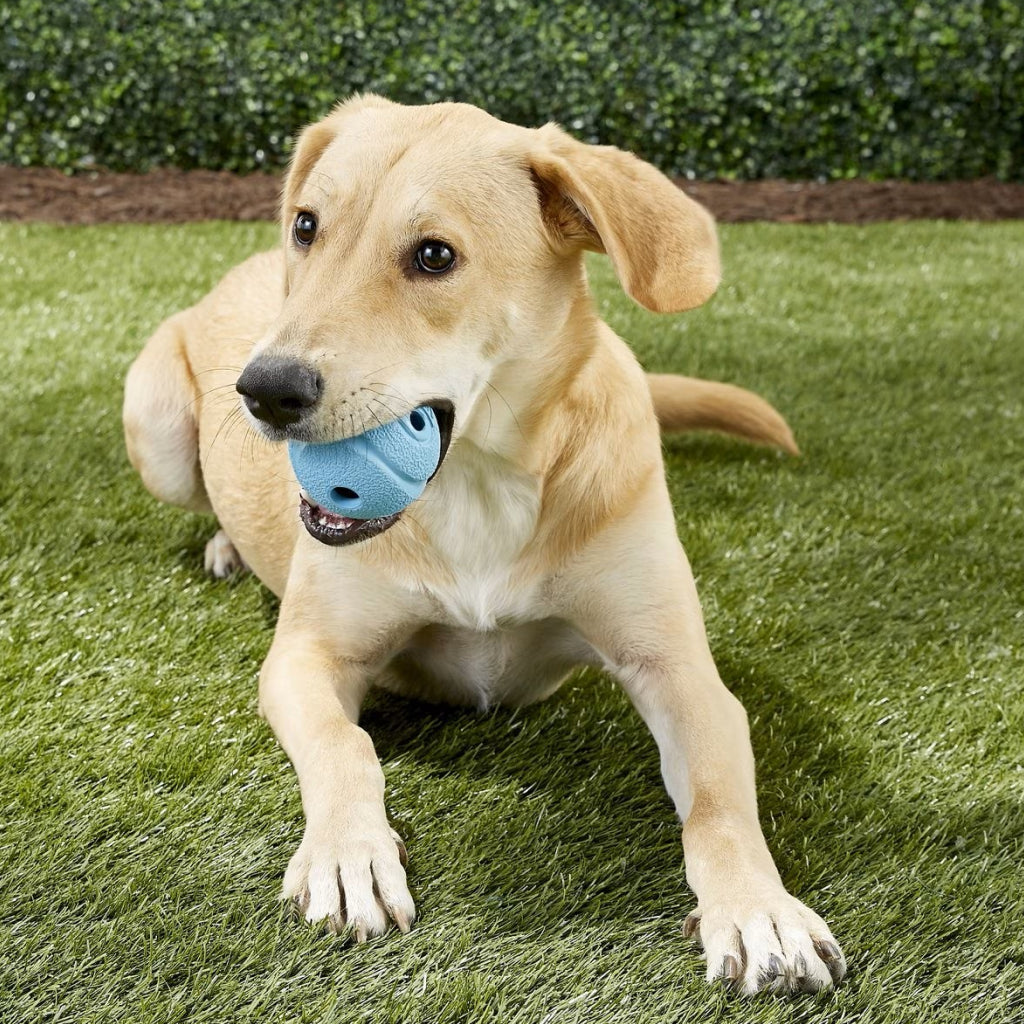 Chuckit! The Whistler Ball Toy For Dogs