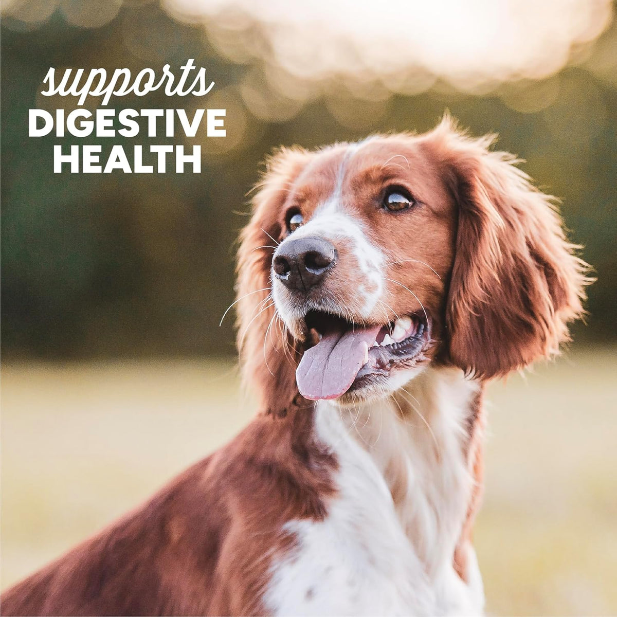 Cloud Star Dynamo Dog Tummy Soft Chews with Probiotic & Pumpkin, (14 oz)