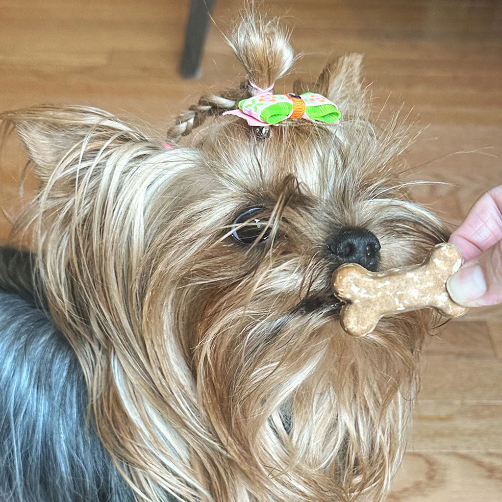 Cocotherapy Coco-Milk Bones Biscuit Organic Coconut Treat for Dogs, 6-oz