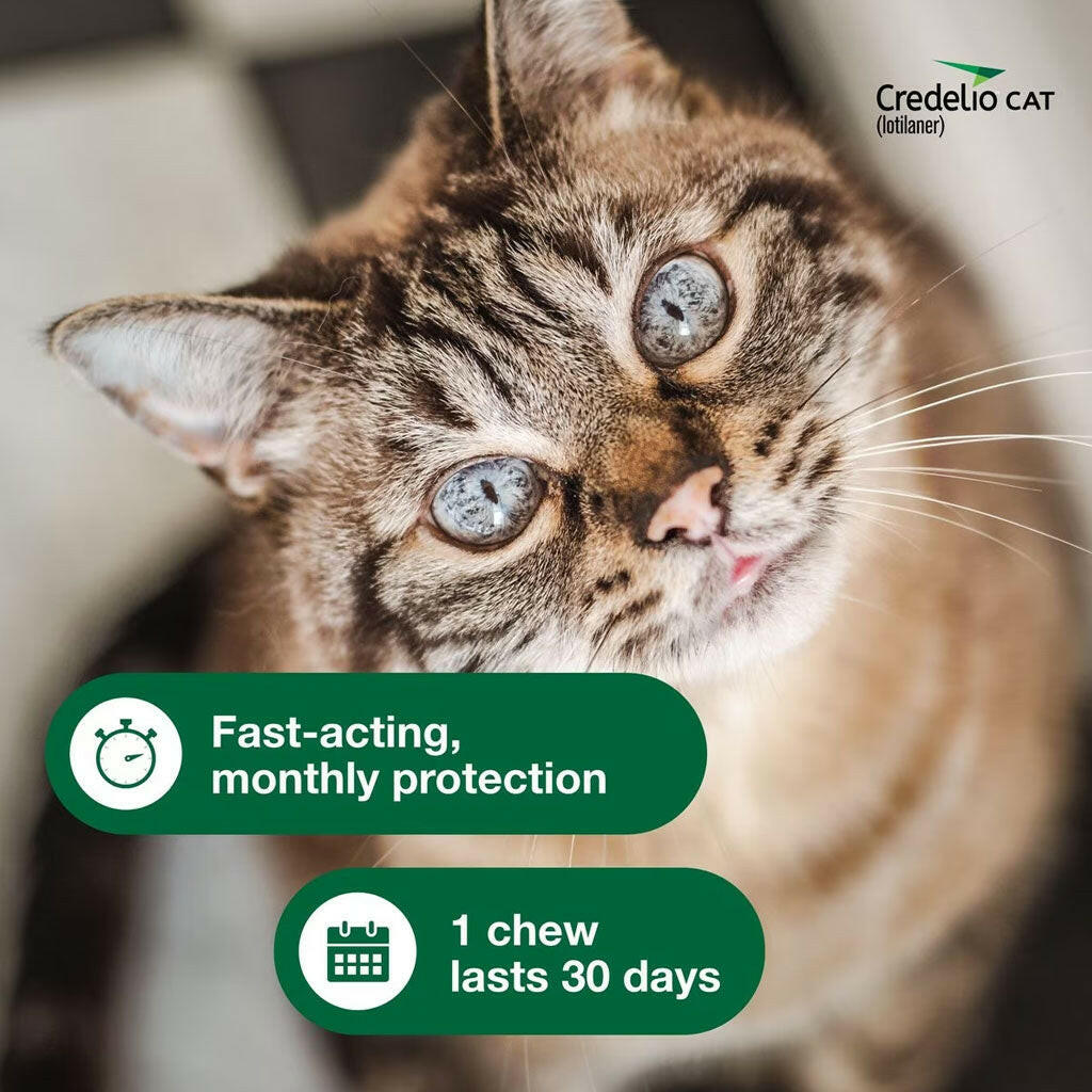 Credelio Chewable Tablets for Cats