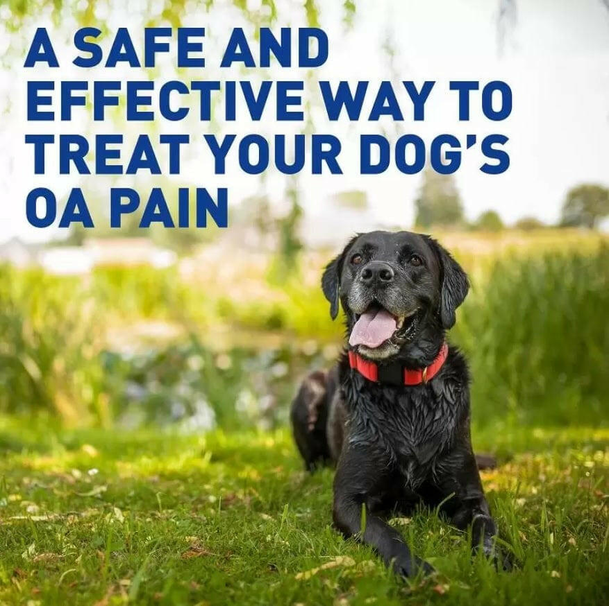 Deramaxx Chewable Tablets for Dogs (Deracoxib)