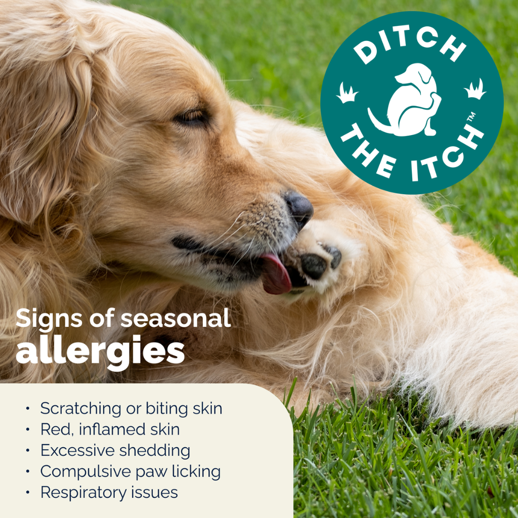Dermabliss Advanced Vet Strength Seasonal Allergy Health Chews for Dogs