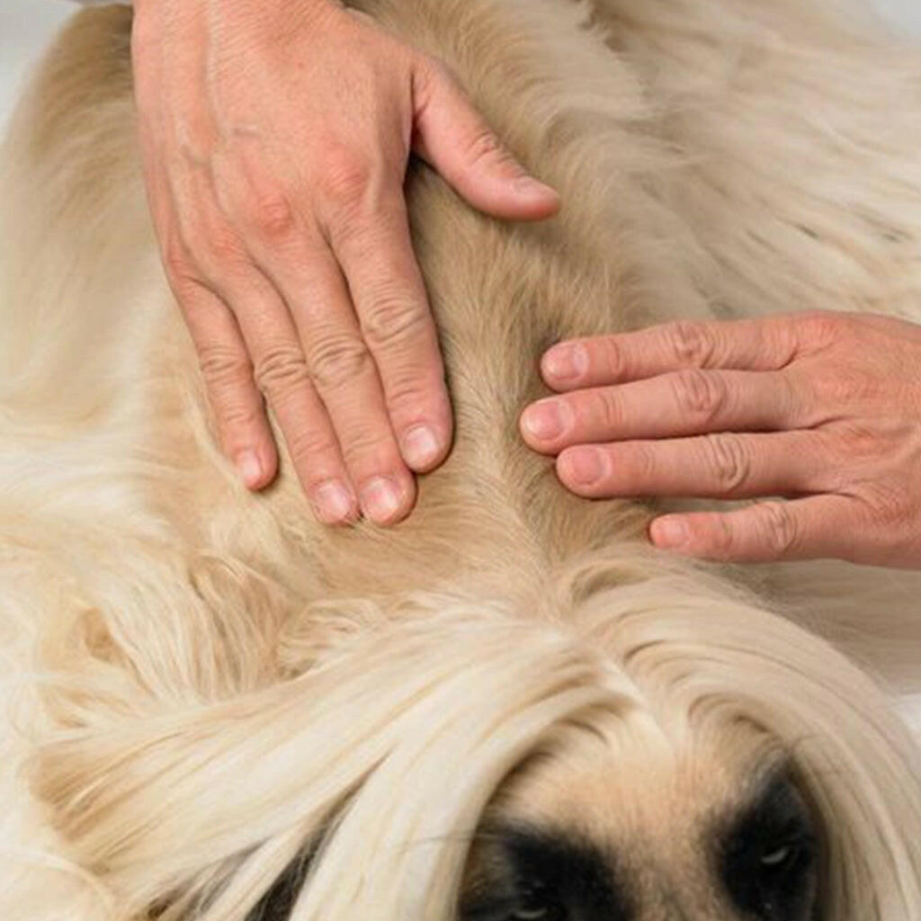 Dermoscent Essential-6 SpotOn Medium Breed Dog Skin Care Treatment 22-45 lbs.(4 count)