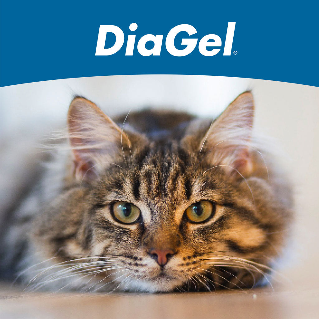 DiaGel Anti-Diarrheal Gel for Cats (1 ml)