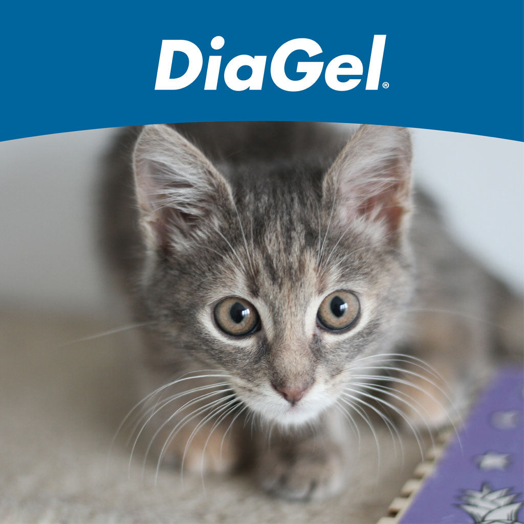 DiaGel Anti-Diarrheal Gel for Kittens (0.5 ml)