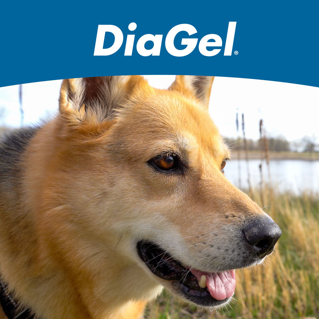 DiaGel Anti-Diarrheal Gel for Large Dogs (5 ml)