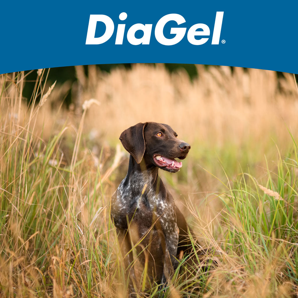 DiaGel Anti-Diarrheal Gel for Medium Dogs (3 ml)