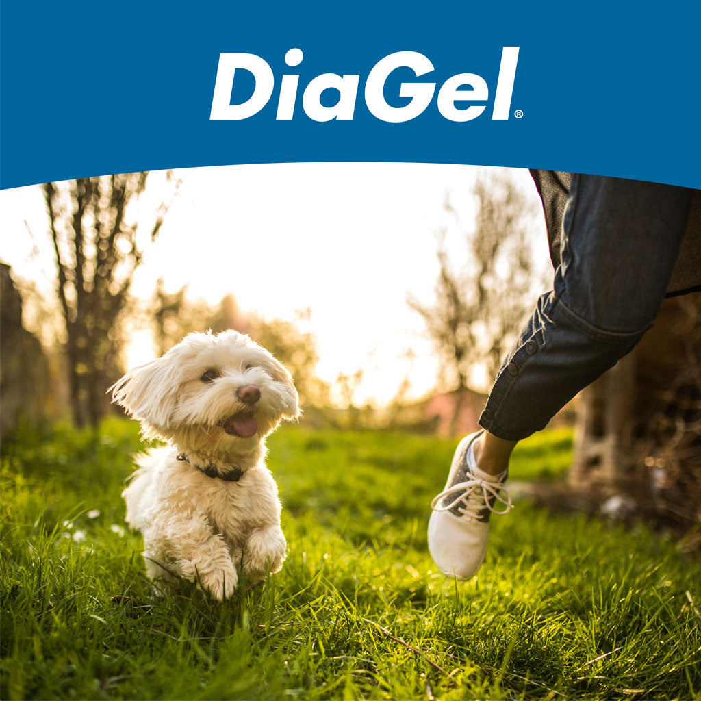 DiaGel Anti-Diarrheal Gel for Small Dogs (1 ml)