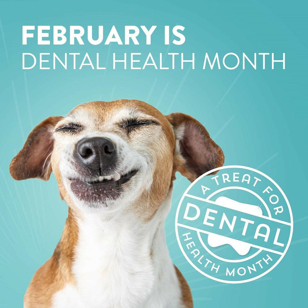 Dogswell Dental Chicken Recipe Jerky Treats For Dogs