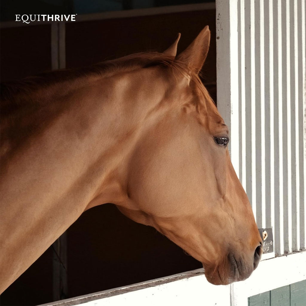 Equithrive Vitamin E Pellets Horse Supplements
