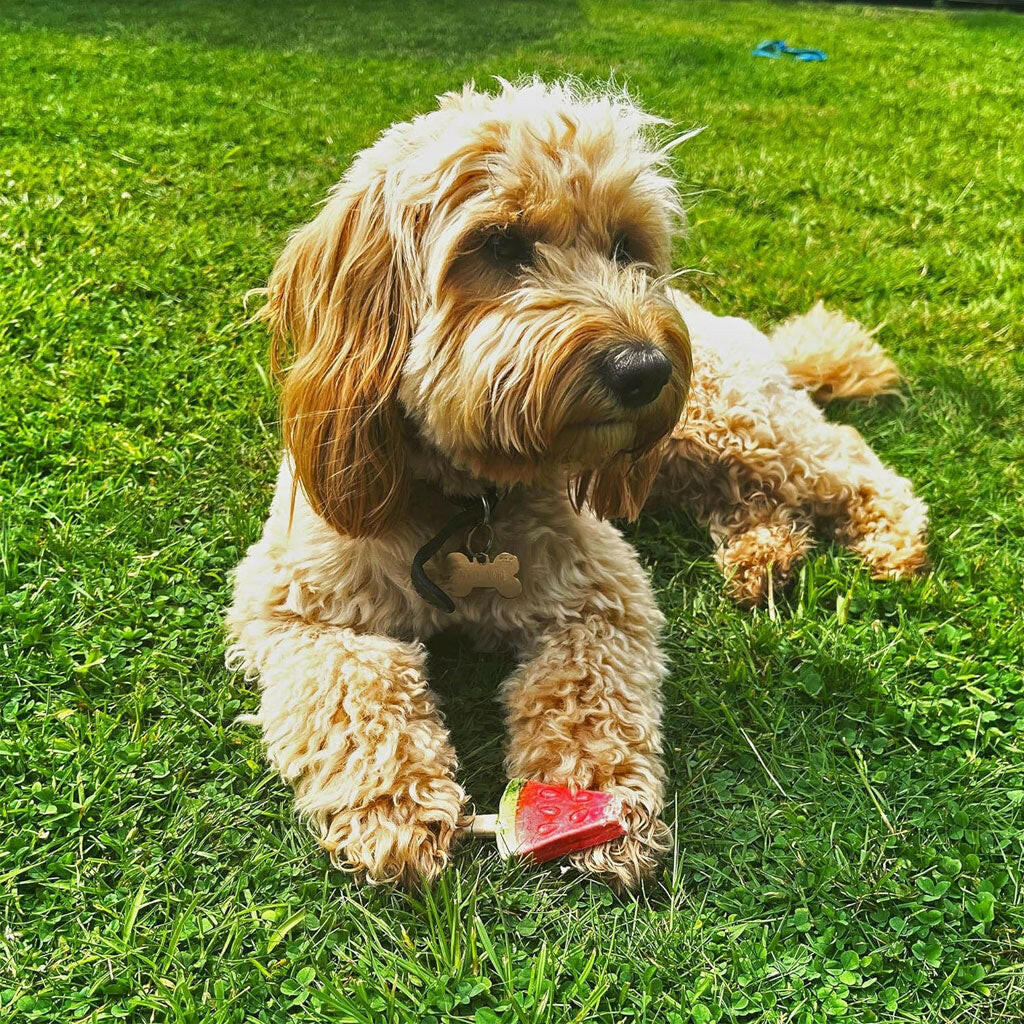 Ethical Pup Ice Fruity Lollies Ready to Freeze Dog Treats, 3-pack